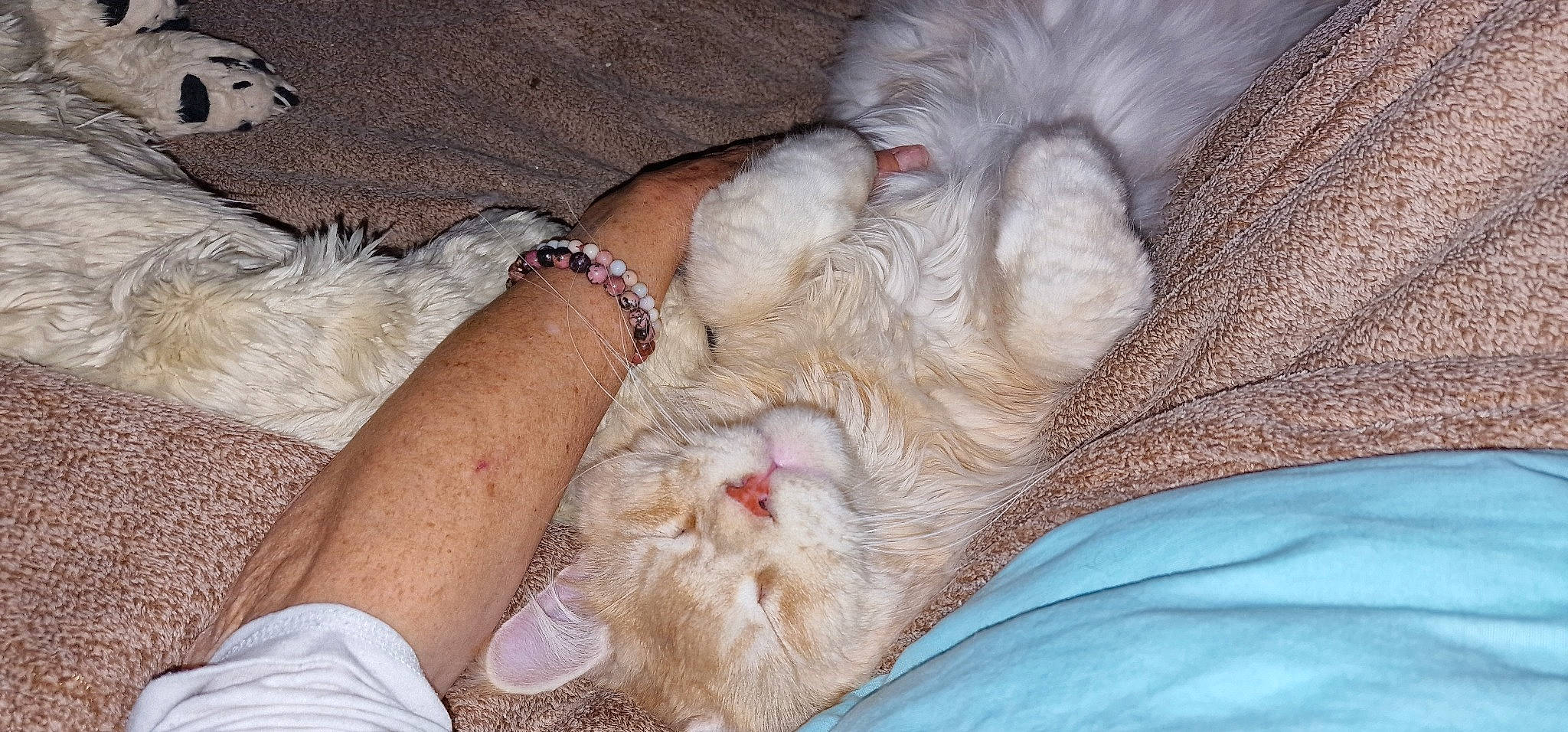 Grinch a rejoint le concours — aidez-le/la à gagner de superbes lots ! carnivore, cat, claw, comfort, companion_dog, dog_breed, ear, fawn, felidae, foot, fur, gesture, human_leg, nail, paw, small_to_medium_sized_cats, sporting_group, toe, whiskers, wrinkle