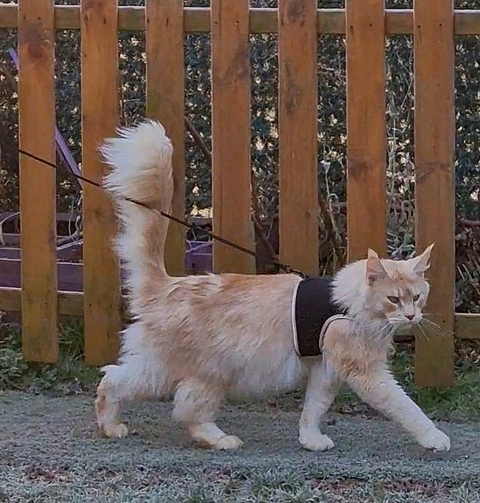 Grinch participe au concours pour gagner de l'argent avec cette photo : canidae, carnivore, cat, claw, collar, companion_dog, dog_breed, domestic_short_haired_cat, fawn, felidae, fence, fur, grass, paw, small_to_medium_sized_cats, snout, tail, terrestrial_animal, whiskers, working_animal