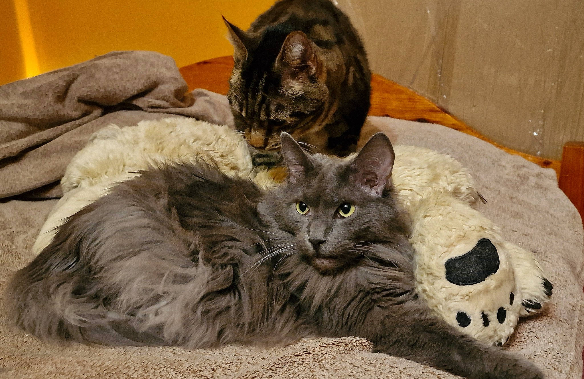 Romarin participe au concours pour gagner de l'argent avec cette photo : carnivore, cat, cat_supply, claw, comfort, domestic_short_haired_cat, felidae, fur, grey, paw, small_to_medium_sized_cats, snout, tail, terrestrial_animal, whiskers