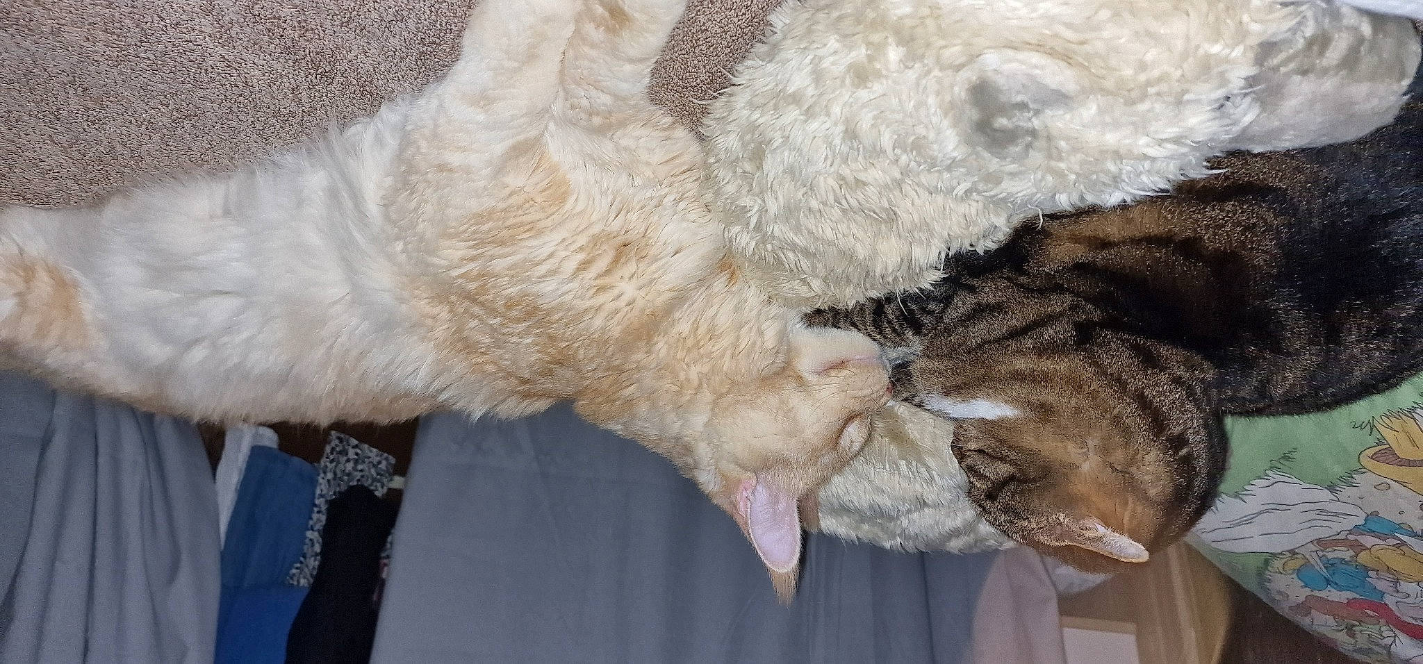 Romarin participe au concours pour gagner de l'argent avec cette photo : carnivore, cat, claw, domestic_short_haired_cat, fawn, felidae, fur, gesture, nap, paw, small_to_medium_sized_cats, snout, tail, whiskers, window, wool