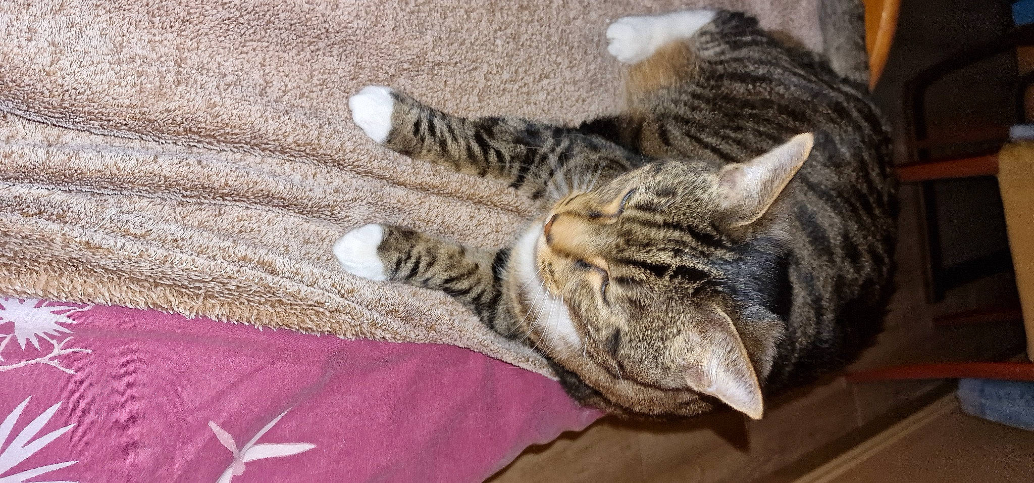 Romarin a rejoint le concours — aidez-le/la à gagner de superbes lots ! carnivore, cat, claw, comfort, domestic_short_haired_cat, felidae, fur, grey, nap, pattern, paw, sleep, small_to_medium_sized_cats, snout, tail, terrestrial_animal, whiskers, wildlife