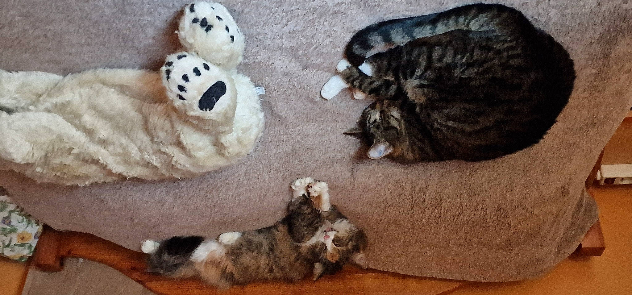 Romarin a rejoint le concours — aidez-le/la à gagner de superbes lots ! canidae, carnivore, cat, comfort, companion_dog, dog_breed, domestic_short_haired_cat, fawn, felidae, fur, mammal, paw, small_to_medium_sized_cats, snout, stuffed_toy, tail, toy, vertebrate, whiskers, wood