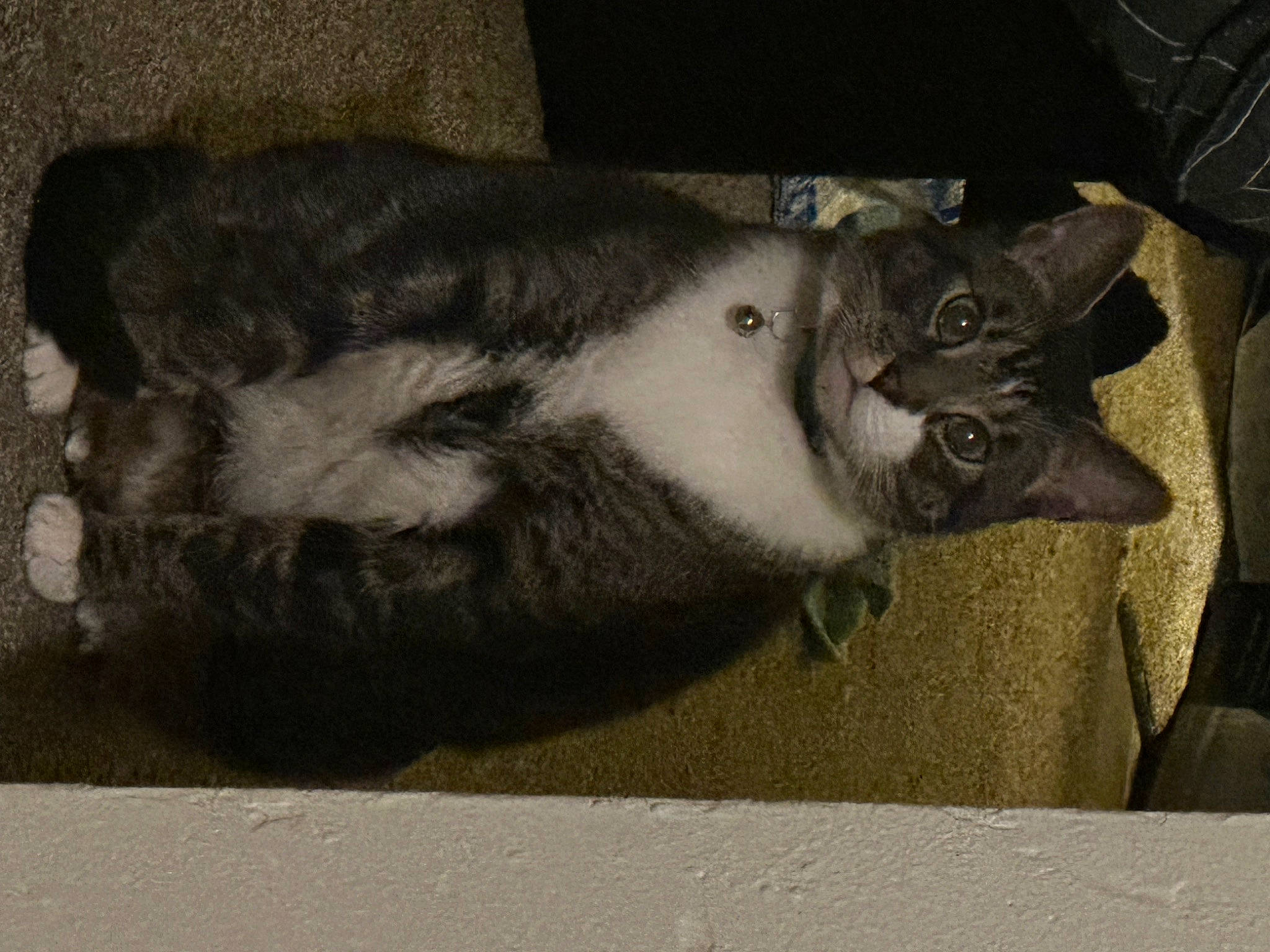 Chevy joined the competition — help win amazing prizes! carnivore, cat, dog_breed, domestic_short_haired_cat, felidae, fur, grey, paw, small_to_medium_sized_cats, snout, tail, terrestrial_animal, whiskers, window