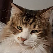 Sun participe au concours pour gagner de l'argent avec cette photo : cat, fluffy, feline, pet, indoor, closeup, whiskers, ears, couch, cushion, resting, fur, tabby, white, brown, face, muzzle, animal, cute, relaxed