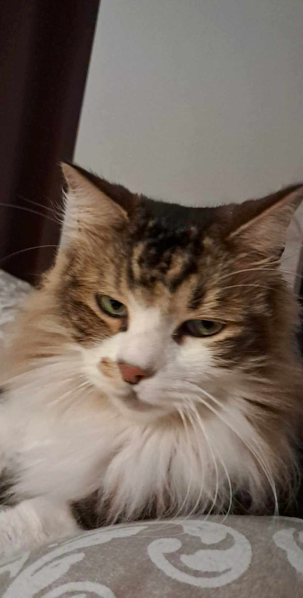 Sun participe au concours pour gagner de l'argent avec cette photo : cat, fluffy, feline, pet, indoor, closeup, whiskers, ears, couch, cushion, resting, fur, tabby, white, brown, face, muzzle, animal, cute, relaxed