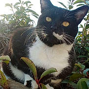 Maxou a rejoint le concours — aidez-le/la à gagner de superbes lots ! cat, black_and_white, animal, outdoor, greenery, leaves, branches, feline, whiskers, yellow_eyes, nature, pet, mammal, close_up, sunlight, curious, resting, wildlife, flora, daylight