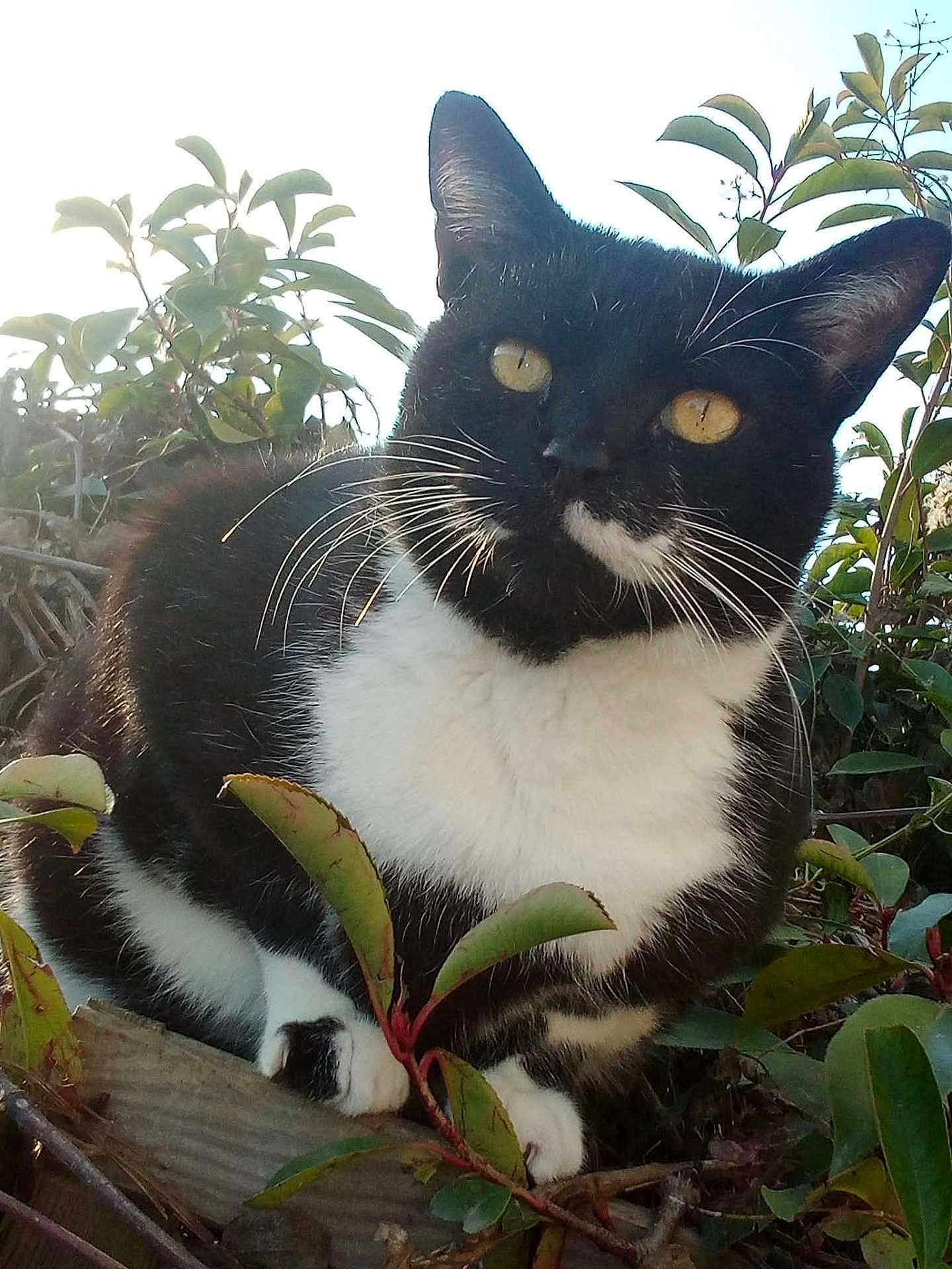 Maxou a rejoint le concours — aidez-le/la à gagner de superbes lots ! cat, black_and_white, animal, outdoor, greenery, leaves, branches, feline, whiskers, yellow_eyes, nature, pet, mammal, close_up, sunlight, curious, resting, wildlife, flora, daylight