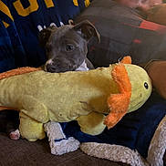 Khaleesi is registered to the contest to win money with this photo: animal, blanket, blue_blanket, couch, cozy, cute, dog, home, indoor, person, pet, pillow, plush_toy, puppy, relaxing, resting, sleeping, snuggling, soft_toy, yellow_text