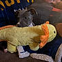 animal, blanket, blue_blanket, couch, cozy, cute, dog, home, indoor, person, pet, pillow, plush_toy, puppy, relaxing, resting, sleeping, snuggling, soft_toy, yellow_text