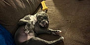 Khaleesi joined the competition — help win amazing prizes! animal, blanket, blue, brown, chew_toy, couch, cozy, cute, dog, domestic, fur, indoors, pet, pillow, puppy, relaxed, resting, sleeping, soft_lighting, yellow