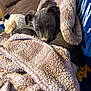 Khaleesi is registered to the contest to win money with this photo: animal, blanket, brown, comfort, couch, cozy, cute, dog, fur, home, indoor, pet, plush_toy, puppy, relaxing, resting, snuggling, soft, warm, young