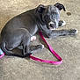 Khaleesi is registered to the contest to win money with this photo: adorable, animal, blue_eyes, canine, companion, cute, dog, domestic_animal, floor, gray_dog, indoors, leash, looking_at_camera, lying_down, pet, pink_leash, playful, puppy, short_fur, young_dog