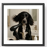 River joined the competition — help win amazing prizes! dog, black_dog, white_fur, hairdryer, bathroom, sink, mirror, towel, pet, portrait, framed_photo, fur, paw, ears, blown_back, domestic, indoor, cute, animal, funny