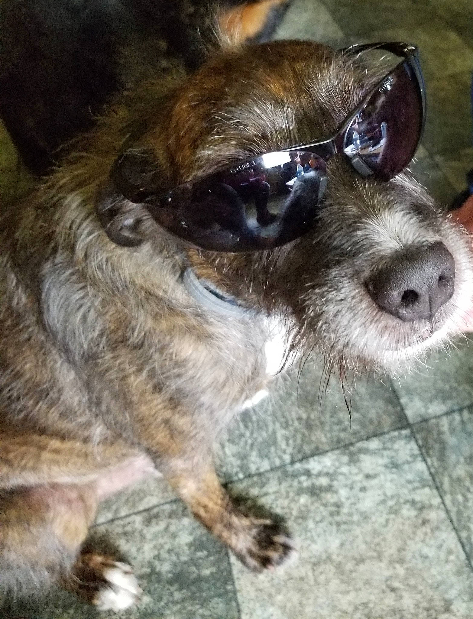 Phoenix joined the competition — help win amazing prizes! canidae, carnivore, claw, collar, companion_dog, dog, dog_breed, dog_collar, eyewear, fawn, fur, schnauzer, snout, sporting_group, tail, terrestrial_animal, terrier, toy_dog, whiskers, working_animal