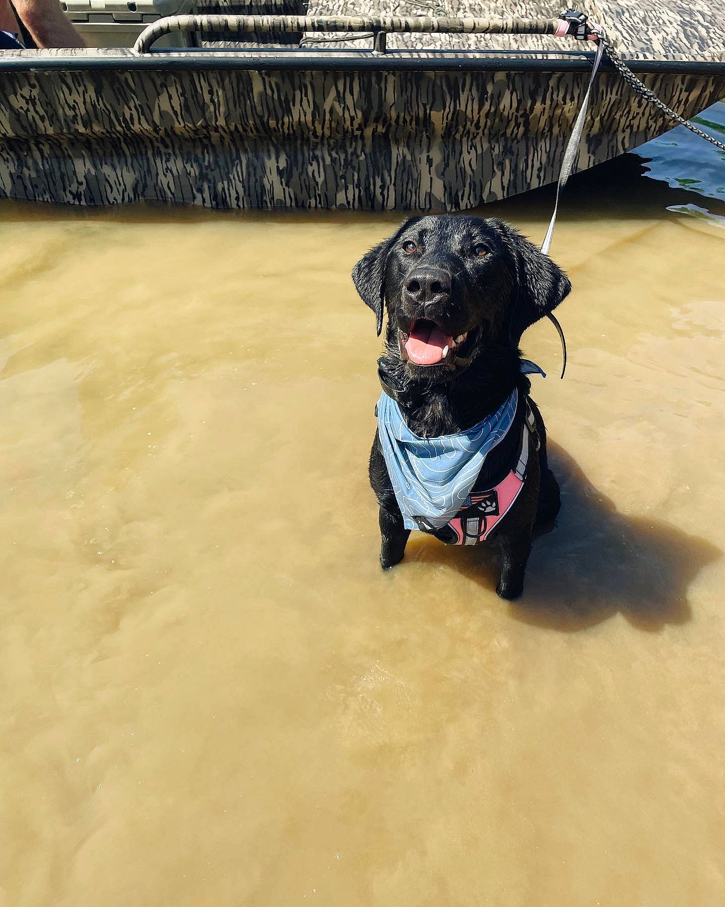 Gracie joined the competition — help win amazing prizes! beach, borador, canidae, carnivore, collar, companion_dog, dog, dog_breed, dog_collar, guard_dog, hat, leash, personal_protective_equipment, retriever, sand, snout, sporting_group, water, working_animal, working_dog