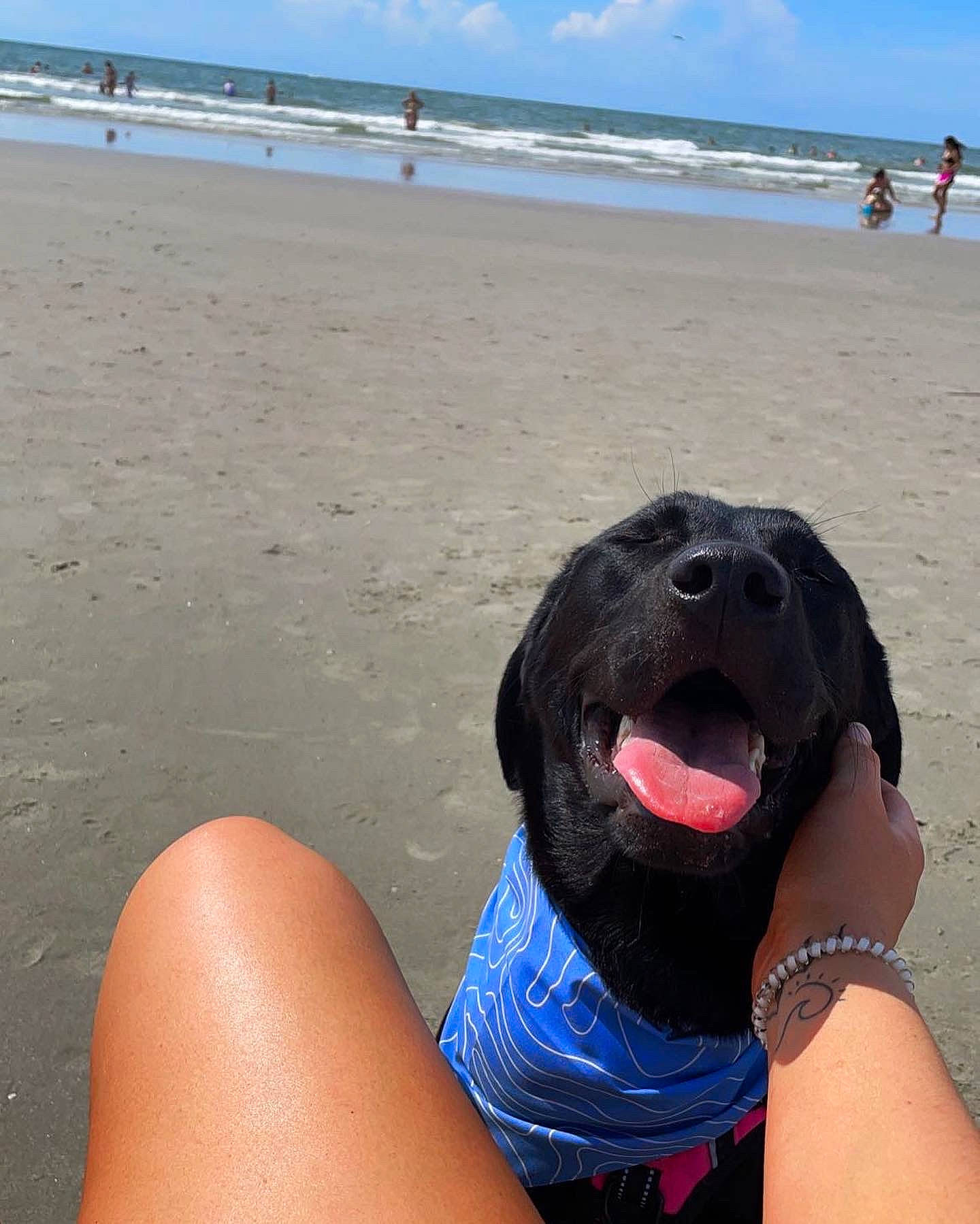 Gracie is registered to the contest to win money with this photo: ball, beach, body_of_water, carnivore, cloud, dog, dog_breed, fawn, foot, fun, happy, leisure, natural_environment, people_on_beach, sky, smile, summer, swimwear, thigh, water