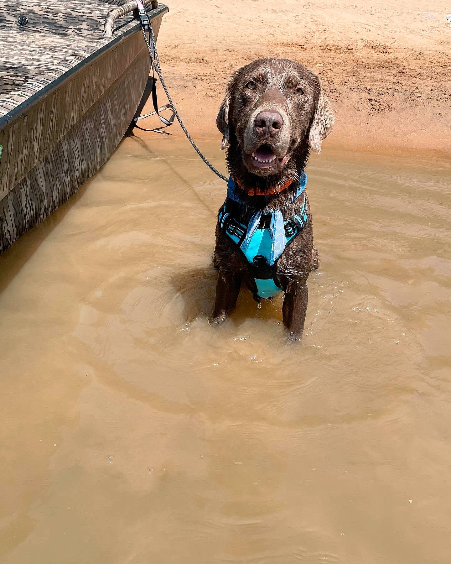 Shine joined the competition — help win amazing prizes! beach, canidae, carnivore, collar, companion_dog, dog, dog_breed, dog_collar, dog_supply, fawn, leash, liquid, personal_protective_equipment, pet_supply, sand, snout, sporting_group, water, wood, working_animal