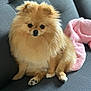 Joy Abreu joined the competition — help win amazing prizes! dog, pomeranian, fluffy, pet, couch, indoor, blanket, pink, fur, animal, cute, sitting, paw, face, small_dog, domestic_animal, cozy, companion, furniture, relaxing