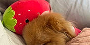 Joy Abreu is registered to the contest to win money with this photo: dog, pomeranian, sleeping, blanket, plush_pillow, strawberry_pillow, bed, cozy, fur, cute, pet, indoor, resting, soft, comfort, animal, snuggle, relaxing, warm, adorable