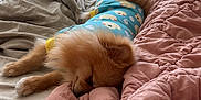 Joy Abreu is registered to the contest to win money with this photo: animal, bed, beige_blanket, blanket, blue_shirt, calm, cozy, cute, dog, fur, indoor, natural_light, pet, pink_blanket, pomeranian, relaxation, resting, sleeping, small_dog, window