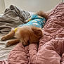 Joy Abreu is registered to the contest to win money with this photo: dog, sleeping, bed, blanket, blue_shirt, window, natural_light, indoor, cozy, fur, small_dog, pomeranian, pink_blanket, beige_blanket, resting, cute, animal, pet, calm, relaxation
