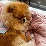 dog, pomeranian, fluffy, pet, indoor, blanket, pink, resting, fur, cute, animal, cozy, sleepy, bed, domestic, mammal, small_dog, companion, relaxed, soft