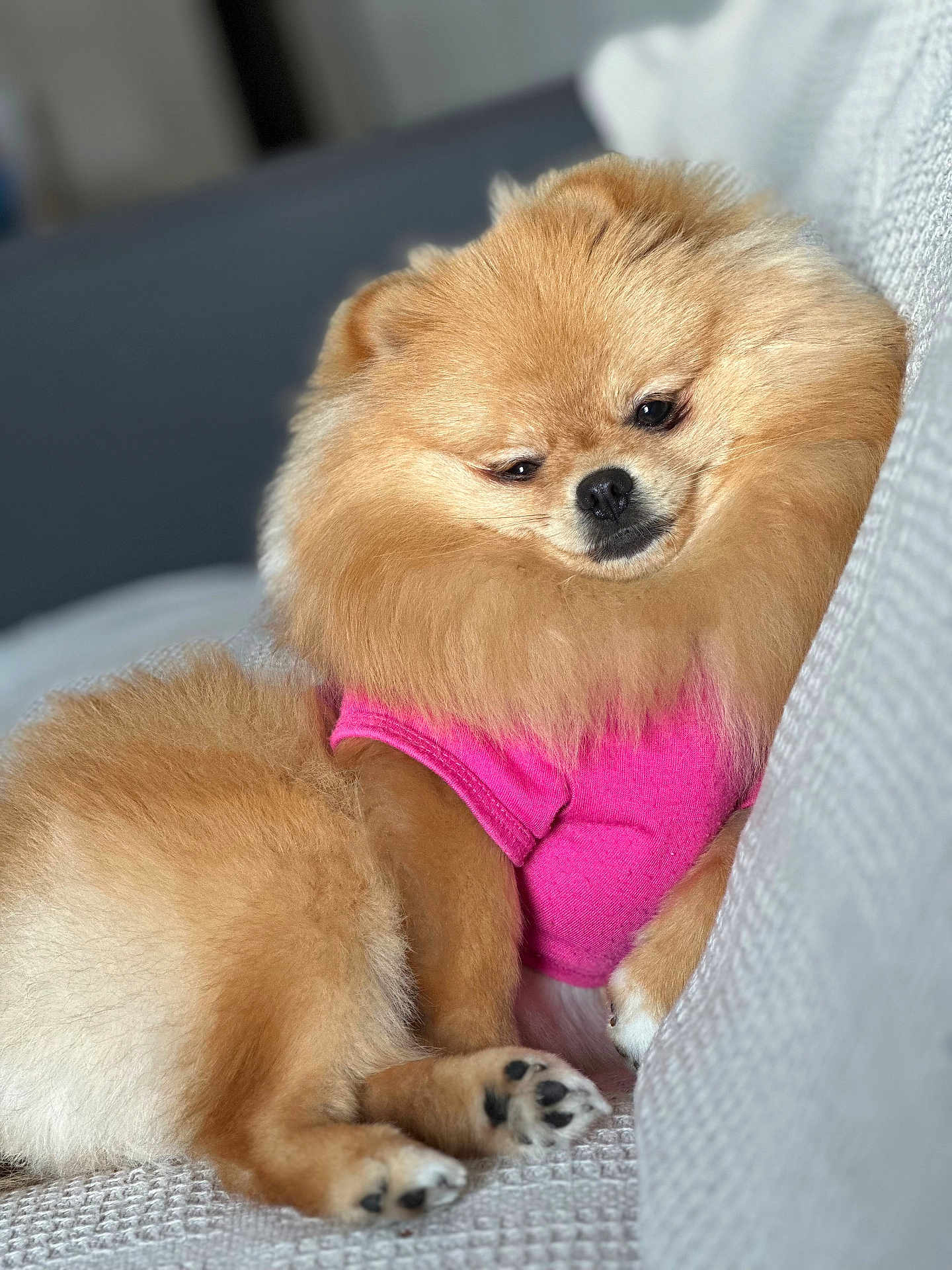 Joy Abreu joined the competition — help win amazing prizes! dog, pomeranian, pet, fluffy, fur, pink_shirt, couch, indoor, relaxed, sleepy, paw, small_dog, cute, canine, animal, companion, domestic, resting, soft, portrait
