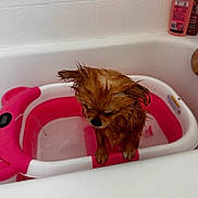 Joy Abreu is registered to the contest to win money with this photo: dog, wet, bathtub, pink, white, small_dog, shampoo, bathroom, pet, fur, animal, water, sad, indoors, cleaning, container, cute, paws, pet_bath, tile_wall