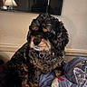 dog, curly_hair, blanket, indoor, lamp, mirror, pet, cozy, fur, collar, bedroom, resting, portrait, animal, cute, comfort, furniture, expression, side_view, domestic
