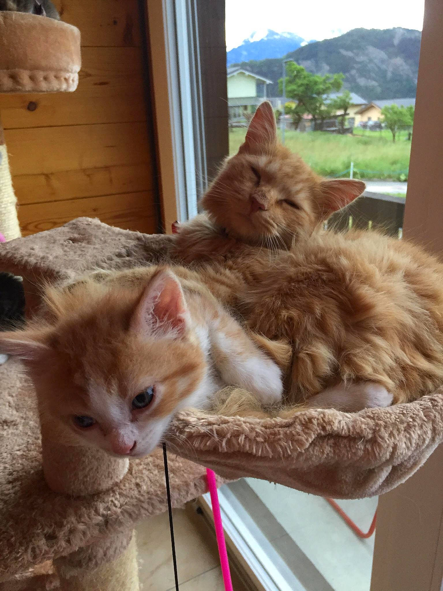 Shaky participe au concours pour gagner de l'argent avec cette photo : blue, carnivore, cat, comfort, felidae, floor, flooring, green, kitten, mammal, nap, organism, photograph, small_to_medium_sized_cats, tail, textile, vertebrate, whiskers, wood, yellow