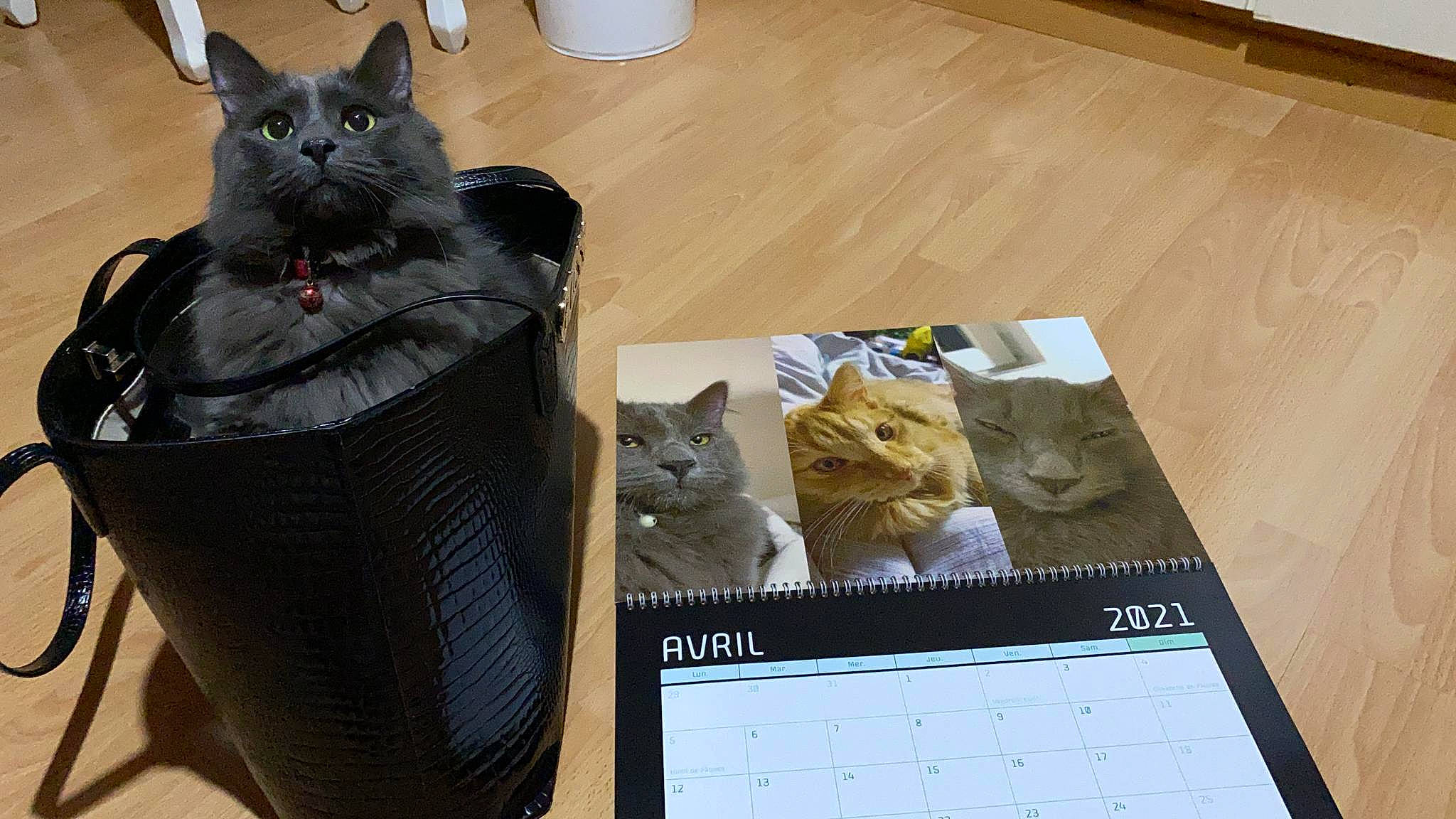 Garry a rejoint le concours — aidez-le/la à gagner de superbes lots ! bag, black_cat, box, carnivore, cat, domestic_short_haired_cat, fawn, felidae, flooring, fur, grey, hardwood, luggage_and_bags, mammal, room, small_to_medium_sized_cats, tail, vertebrate, whiskers, wood