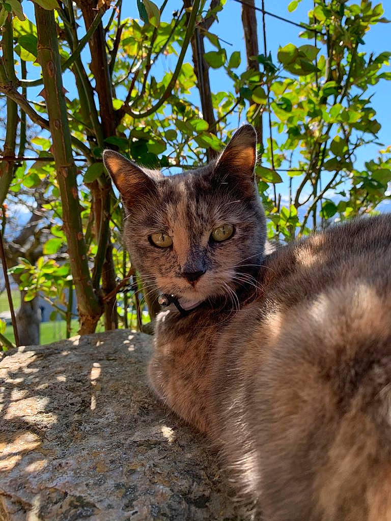 Mitzy participe au concours pour gagner de l'argent avec cette photo : branch, carnivore, cat, domestic_short_haired_cat, fawn, felidae, fur, grass, plant, sky, small_to_medium_sized_cats, snout, tail, terrestrial_animal, tree, trunk, twig, whiskers, wood, woody_plant