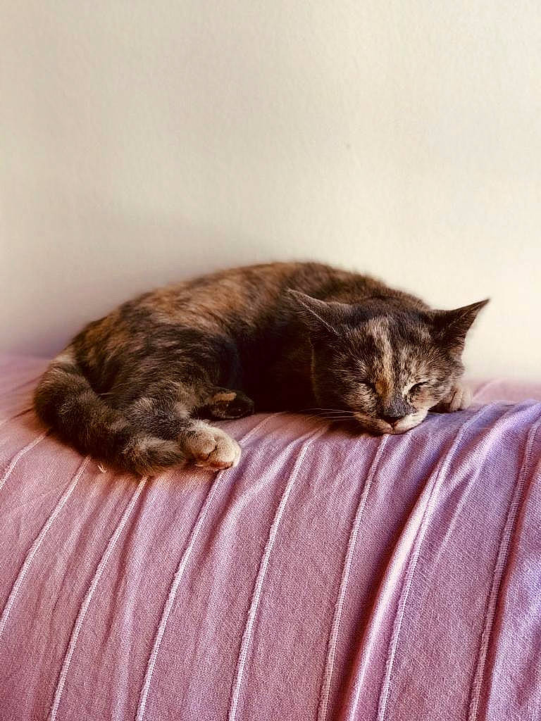 Mitzy participe au concours pour gagner de l'argent avec cette photo : bed, blue, carnivore, cat, comfort, dog_breed, eye, felidae, kitten, mammal, nap, organism, photograph, room, sleep, small_to_medium_sized_cats, textile, vertebrate, whiskers, yellow