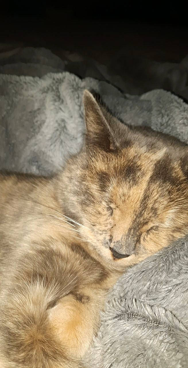 Mitzy participe au concours pour gagner de l'argent avec cette photo : big_cats, blue, carnivore, cat, eye, felidae, grass, head, kitten, mammal, nap, natural_environment, nature, organism, sleep, small_to_medium_sized_cats, terrestrial_animal, textile, vertebrate, whiskers