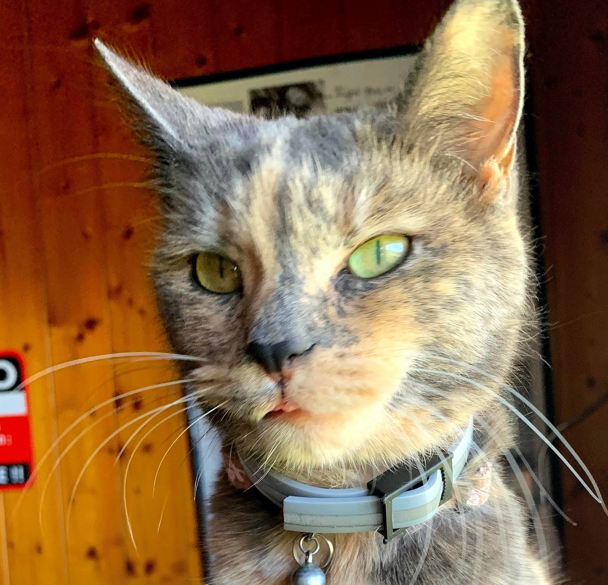 Mitzy participe au concours pour gagner de l'argent avec cette photo : carnivore, cat, cat_supply, collar, curious, dog_collar, domestic_short_haired_cat, felidae, fur, iris, leash, pet_supply, small_to_medium_sized_cats, snout, tabby_cat, varnish, vertebrate, whiskers, wood_stain