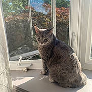 Skiddles joined the competition — help win amazing prizes! animal, bush, cat, curtain, daylight, fur, gray_cat, greenery, indoor, outdoor, pet, quiet, resting, screen, shadow, sitting, sunlight, tree, window, windowsill