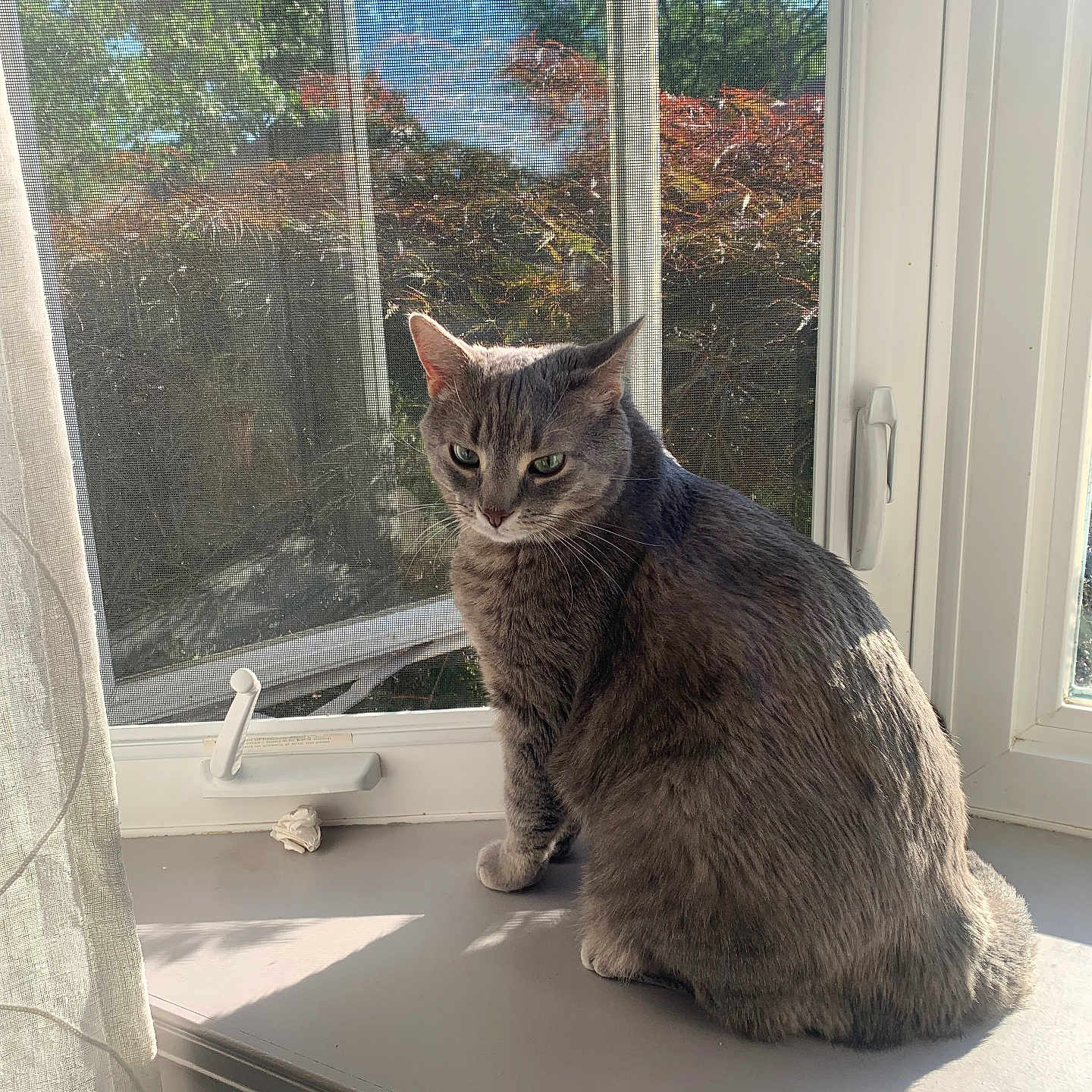 Skiddles joined the competition — help win amazing prizes! animal, bush, cat, curtain, daylight, fur, gray_cat, greenery, indoor, outdoor, pet, quiet, resting, screen, shadow, sitting, sunlight, tree, window, windowsill