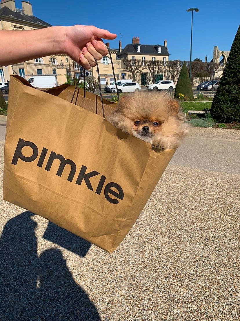 Presley participe au concours pour gagner de l'argent avec cette photo : asphalt, bag, building, carnivore, companion_dog, eyewear, fashion_accessory, fawn, fur, gesture, grass, paper_bag, plant, road, road_surface, sky, toy_dog, travel, tree, whiskers
