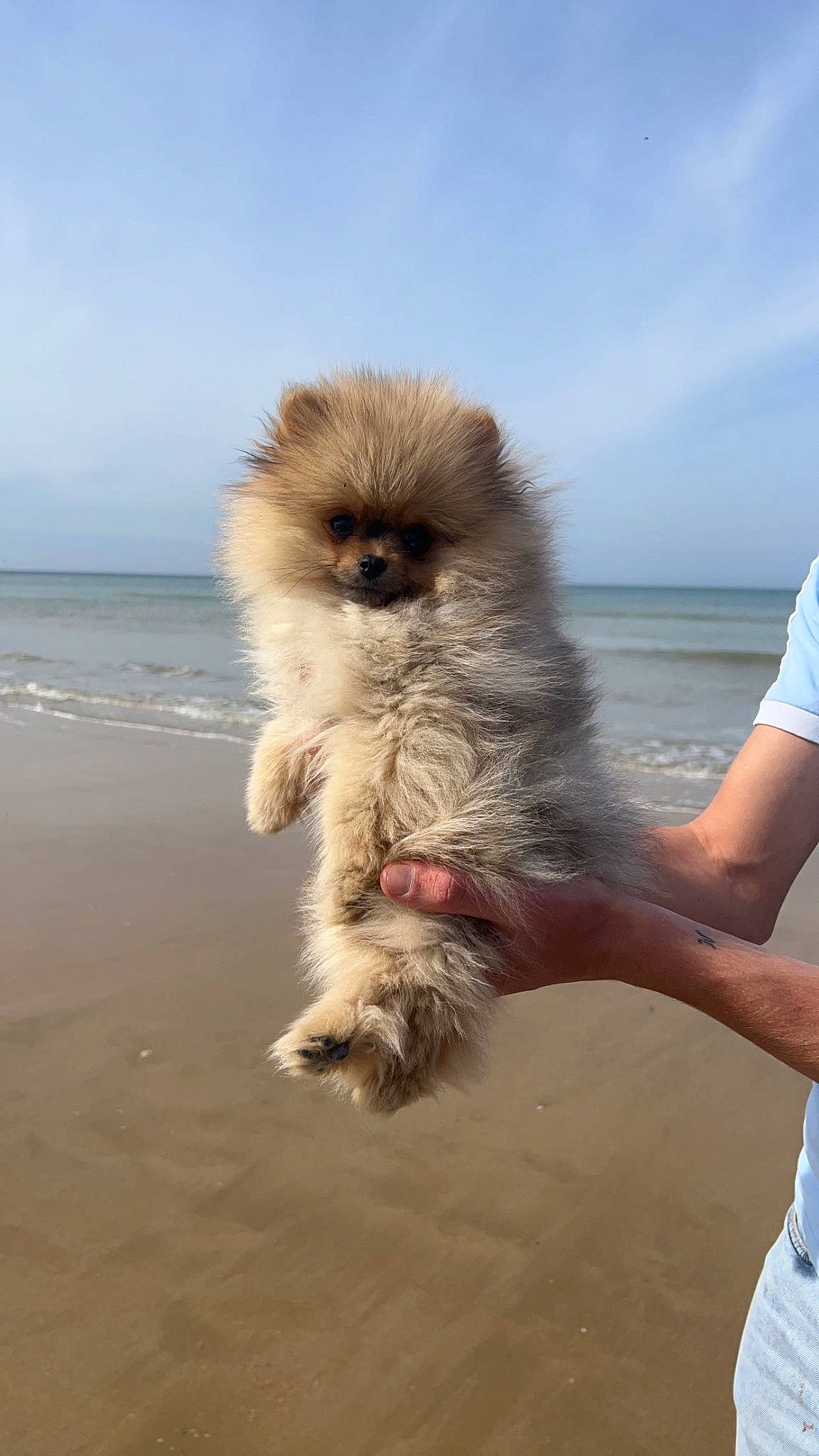 Presley a rejoint le concours — aidez-le/la à gagner de superbes lots ! beach, beak, canidae, cloud, dog_breed, fawn, foot, fun, fur, landscape, ocean, primate, sand, sky, sporting_group, terrestrial_animal, tropics, water, wildlife, wing