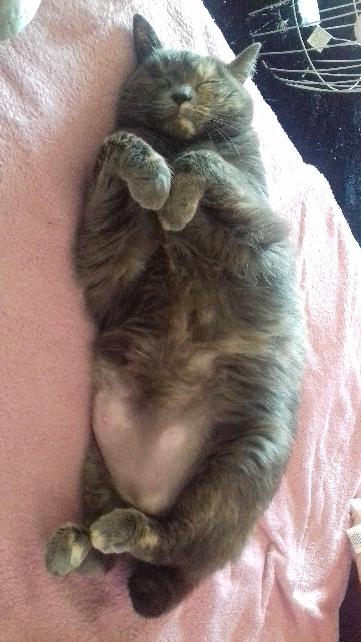 Kinder participe au concours pour gagner de l'argent avec cette photo : asian, british_shorthair, carnivore, cat, claw, european_shorthair, fawn, felidae, fur, german_rex, kitten, nebelung, norwegian_forest_cat, polydactyl_cat, small_to_medium_sized_cats, tabby_cat, tail, whiskers