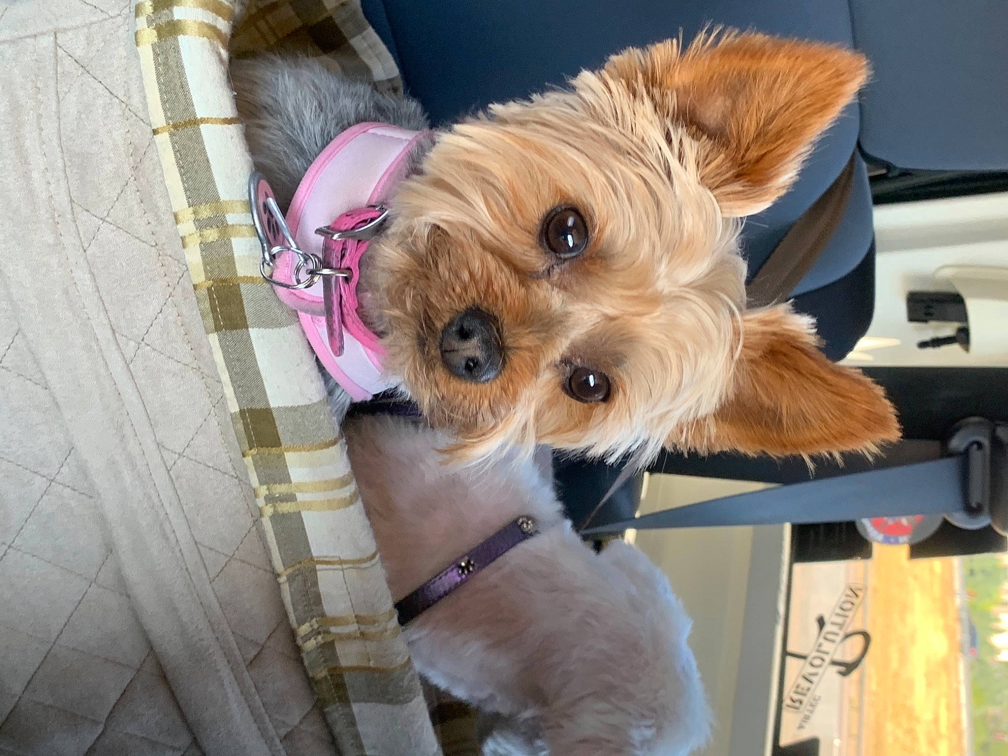 Zuzu joined the competition — help win amazing prizes! biewer_terrier, canidae, carnivore, collar, companion_dog, dog, dog_breed, dog_clothes, dog_collar, dog_supply, fashion_accessory, fawn, fur, maltepoo, pet_supply, puppy, small_terrier, sporting_group, toy_dog, working_animal