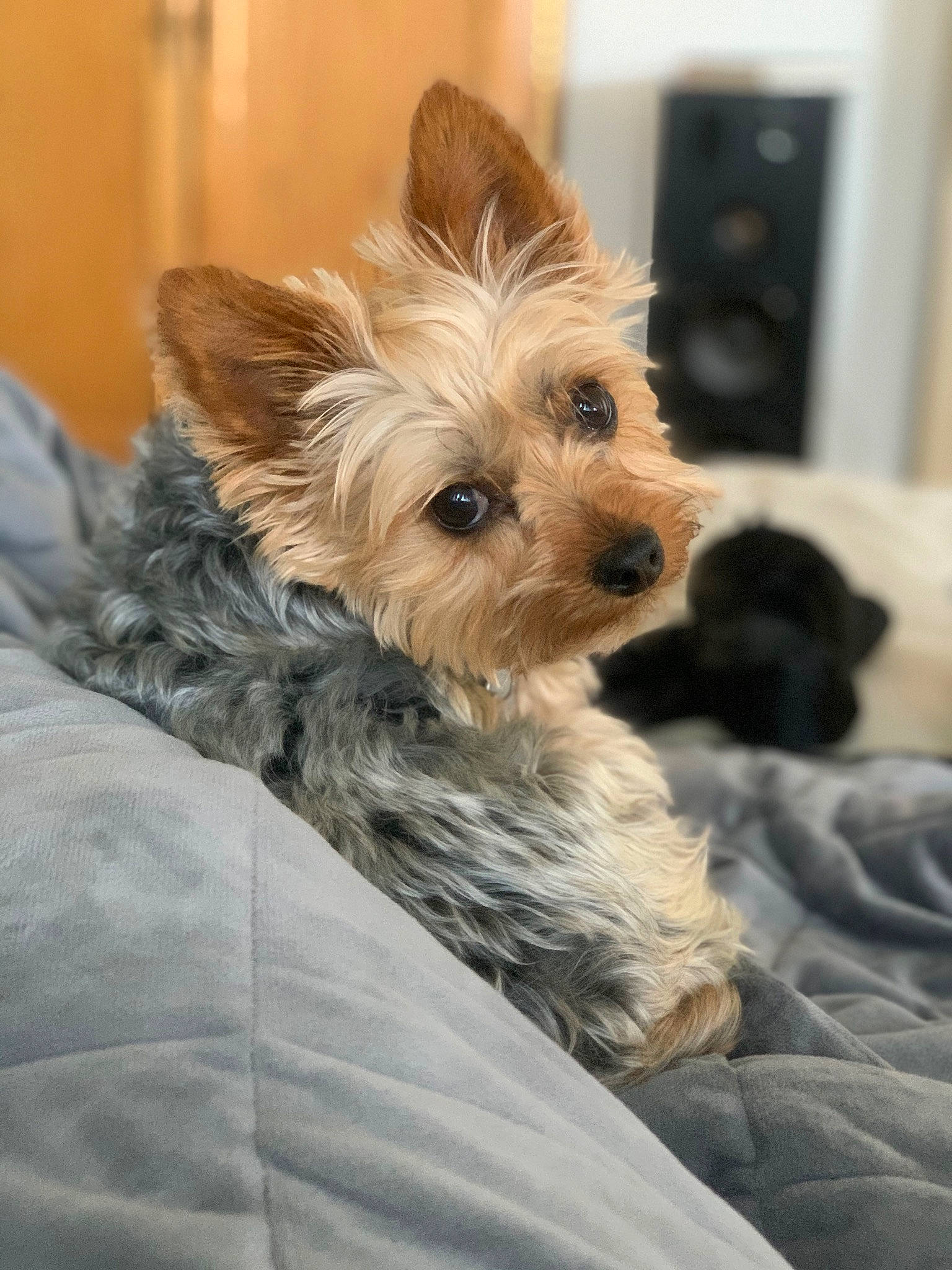 Zuzu joined the competition — help win amazing prizes! biewer_terrier, canidae, carnivore, comfort, companion_dog, dog, dog_breed, dog_supply, ear, fawn, fur, liver, small_terrier, snout, sporting_group, terrestrial_animal, terrier, toy_dog, working_animal, yorkipoo