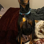 Rooster joined the competition — help win amazing prizes! dog, pet, indoor, bed, blanket, collar, animal, canine, sitting, ears_up, looking, brown, black, tan, fur, paw, home, cute, small_dog, alert