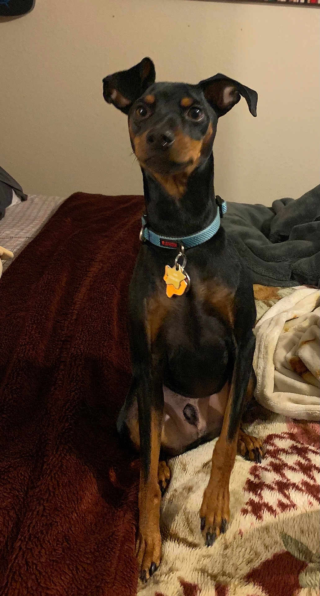 Rooster joined the competition — help win amazing prizes! dog, pet, indoor, bed, blanket, collar, animal, canine, sitting, ears_up, looking, brown, black, tan, fur, paw, home, cute, small_dog, alert
