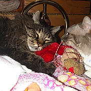 Kiki is registered to the contest to win money with this photo: animal, blanket, cat, closeup, cozy, curious, ear, fur, indoor, longhair, paw, pet, red, resting, sleeping, snuggling, soft, tabby, toy, whiskers