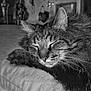 Kiki joined the competition — help win amazing prizes! animal, calm, cat, close_up, cozy, cute, domestic, feline, fur, indoor, mammal, peaceful, pet, portrait, relaxation, resting, sleeping, soft, tabby, whiskers