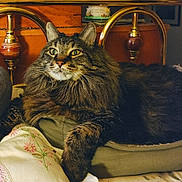 Kiki is registered to the contest to win money with this photo: cat, tabby_cat, fluffy_fur, bed, pillow, blanket, floral_embroidery, brass_headboard, furniture, indoor, pet, animal, relaxed, cozy, whiskers, ears, paw, close_up, portrait, domestic_cat