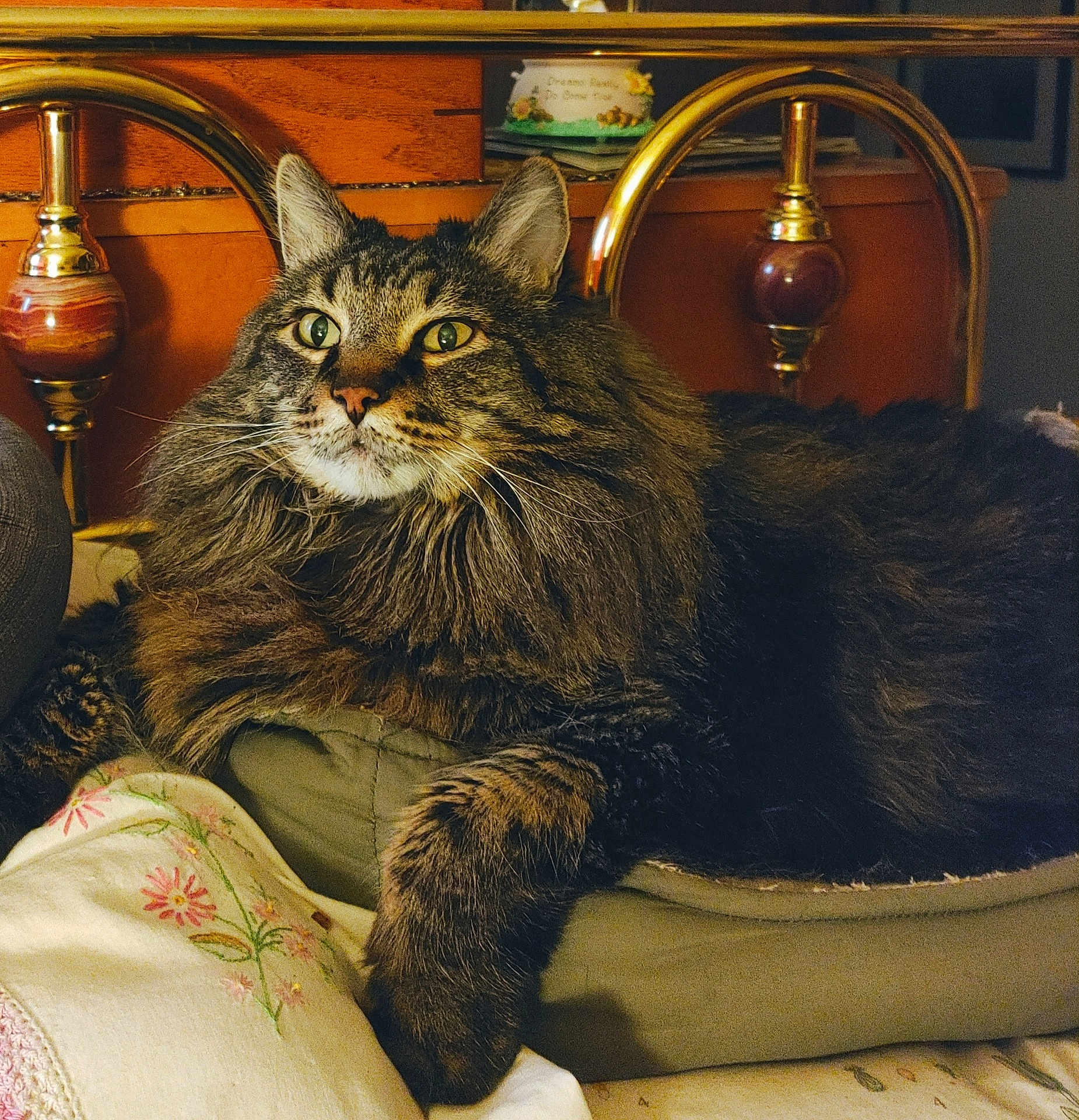 Kiki is registered to the contest to win money with this photo: cat, tabby_cat, fluffy_fur, bed, pillow, blanket, floral_embroidery, brass_headboard, furniture, indoor, pet, animal, relaxed, cozy, whiskers, ears, paw, close_up, portrait, domestic_cat
