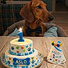 dog, dachshund, birthday, cake, candle, bow_tie, sweater, party_hat, one_candle, pet, animal, portrait, indoors, table, celebration, blue_decoration, paw_prints, name_cake, festive, cute