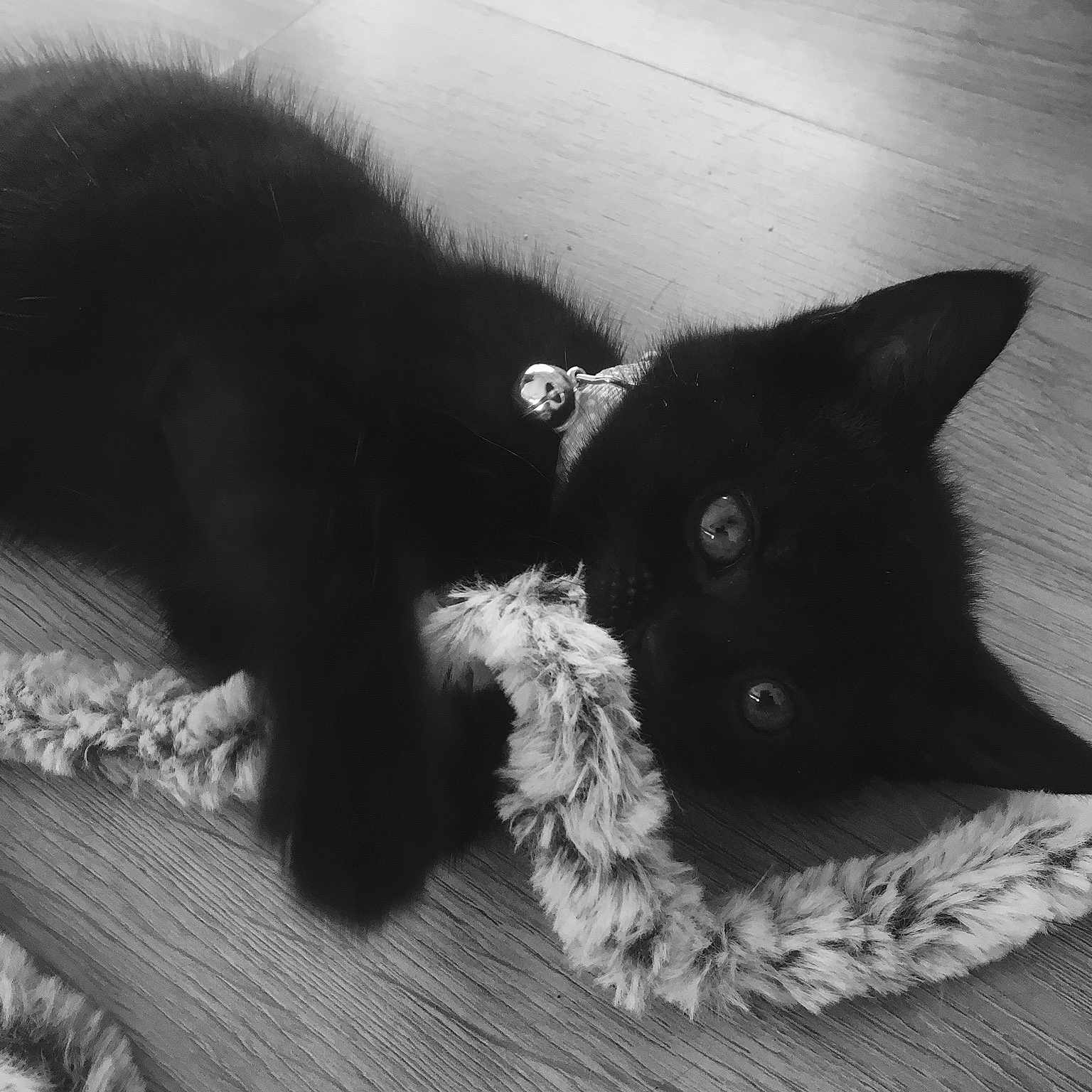 Drogo joined the competition — help win amazing prizes! black, black_and_white, black_cat, cat, cat_like_mammal, domestic_short_haired_cat, fauna, fur, kitten, monochrome, monochrome_photography, small_to_medium_sized_cats, snapshot, snout, whiskers, white